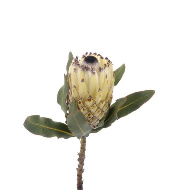 Güzel egzotik prota çiçeği izole edilmiş.