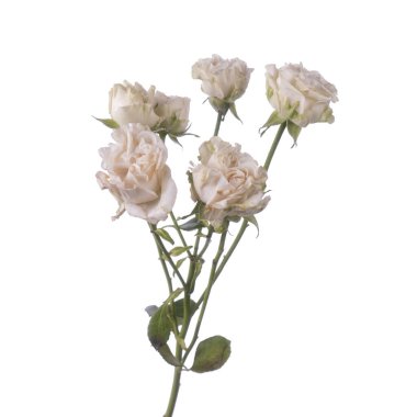 Güzel taze gül çalısı ıssız