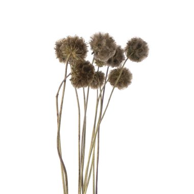 Kurumuş Scabiosa topları izole edilmiş.