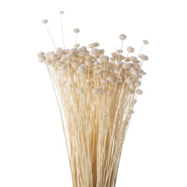 Kurumuş çiçekler Botao Bolando izole edilmiş.