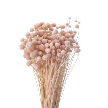 Kurumuş çiçekler Botao Bolando izole edilmiş.