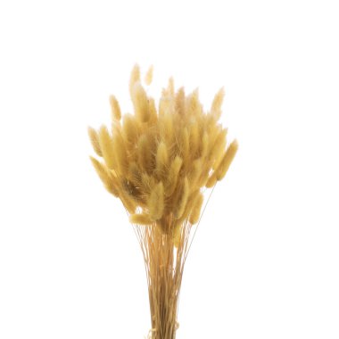 Kurutulmuş sarı laguru çalısı ıssız