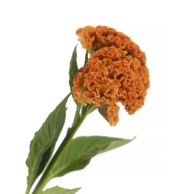 Güzel Celosia Portakal Tamiri