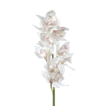 Cymbidium orkidesi şubesi izole edildi