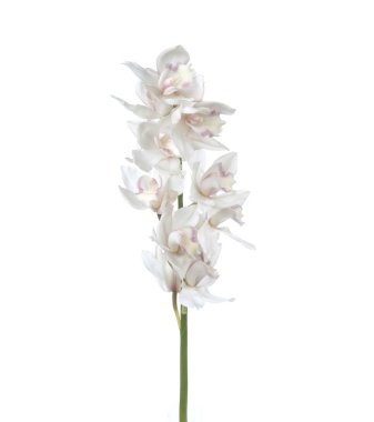 Cymbidium orkidesi şubesi izole edildi