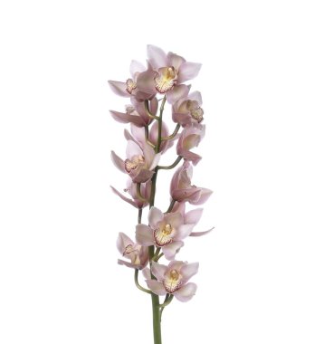 Cymbidium orkidesi şubesi izole edildi