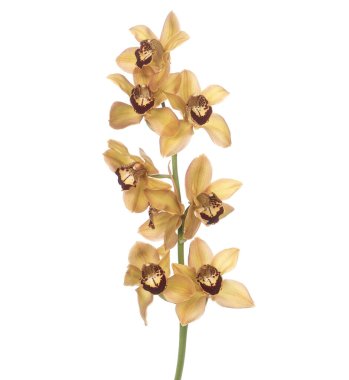 Cymbidium orkidesi şubesi izole edildi