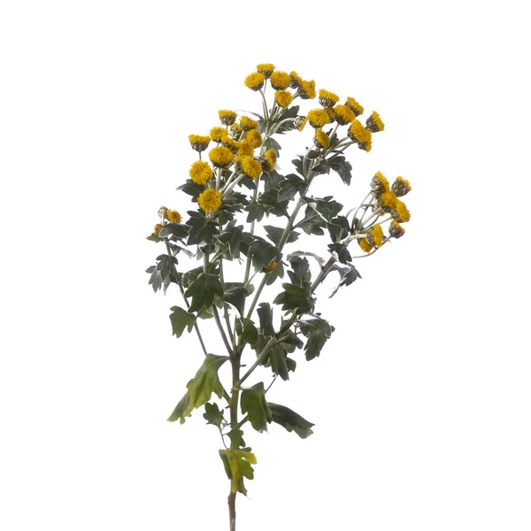 白に孤立した黄色のアヤニアの花の枝 — ストック写真