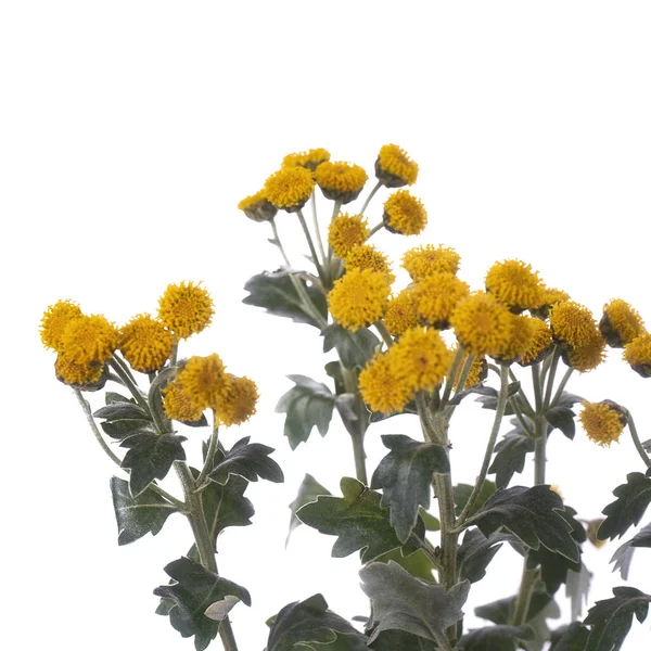 Ramo Flor Amarela Ajania Isolado Branco — Fotografia de Stock