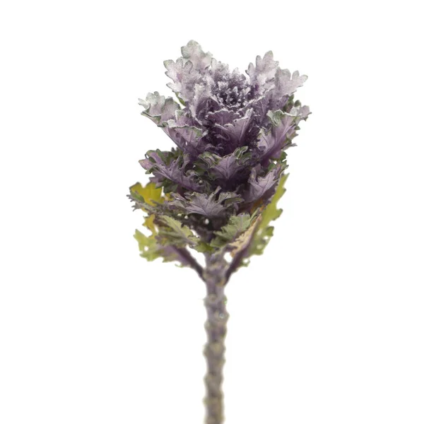 Hermosa Flor Col Decorativa Brassica Fresca Aislada —  Fotos de Stock