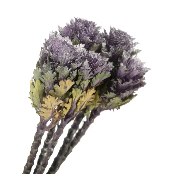 Hermosa Flor Col Decorativa Brassica Fresca Aislada —  Fotos de Stock