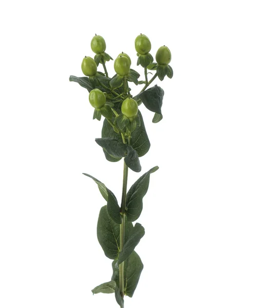 高カリウム植物の分離分枝 — ストック写真