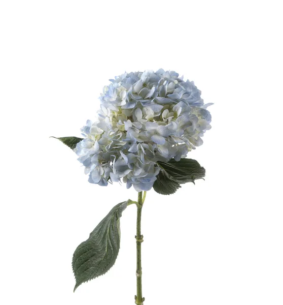 Gorgeous Fluffy Hydrangea Hortensia Isolated — Stock Photo, Image