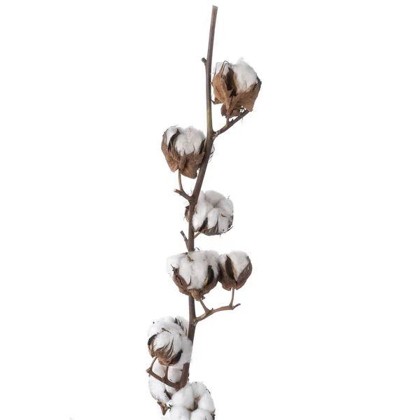 美しい柔らかい綿の茎を隔離 — ストック写真