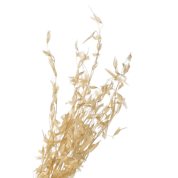 summer white oat branch isolated