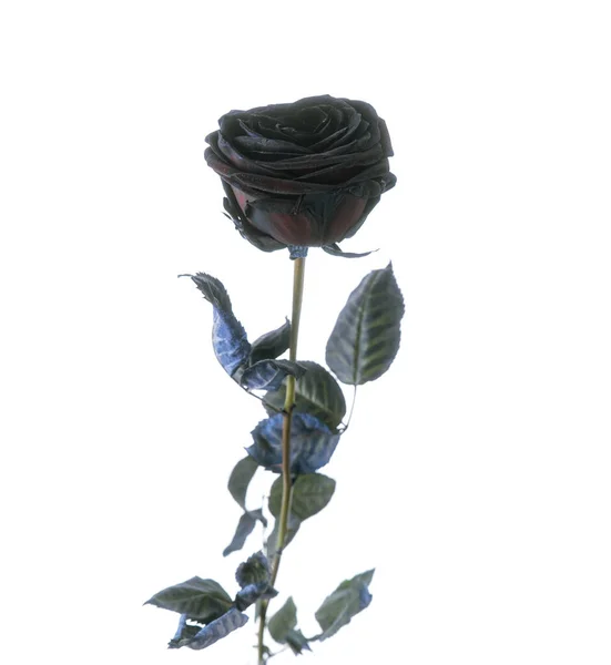Красива Чорна Троянда Ізольована — стокове фото