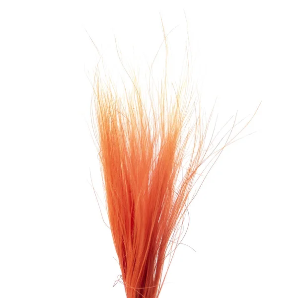 Naranja Color Stipa Pluma Hierba Aguja Hierba Aislada —  Fotos de Stock