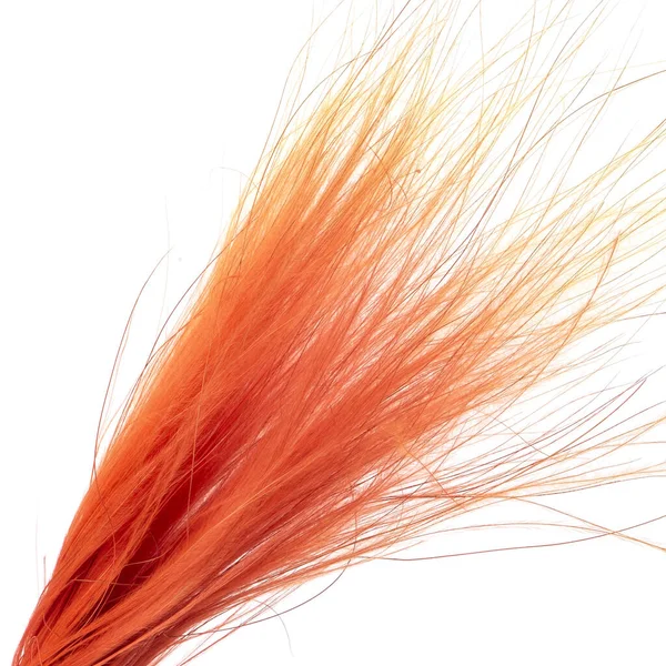 Naranja Color Stipa Pluma Hierba Aguja Hierba Aislada — Foto de Stock