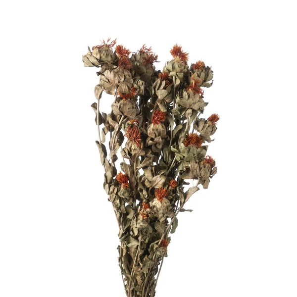 乾燥したカラタマスの花は孤立した花 — ストック写真