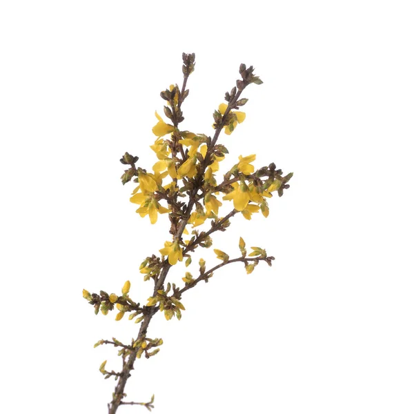 Rama Amarilla Forsythia Aislada —  Fotos de Stock