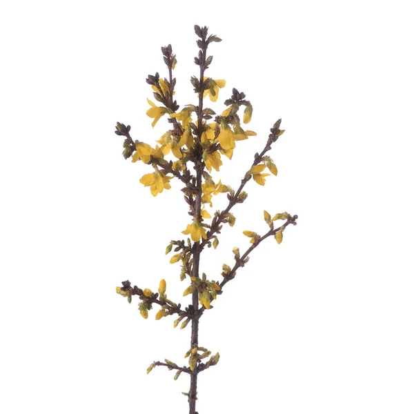 フォルシシアの黄色の枝は孤立した — ストック写真