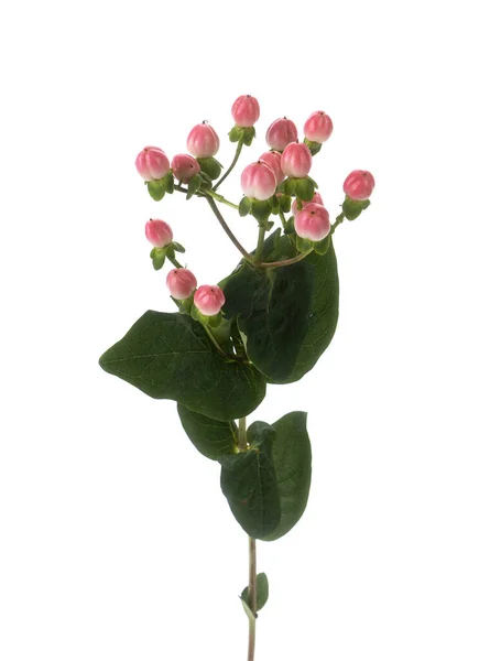 Branch Van Hypericum Plant Geïsoleerd Stockfoto