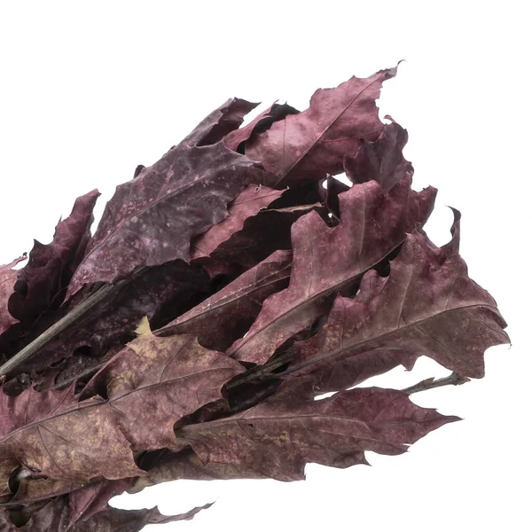 Dried branches of Quercus Oak isolated — Stock Image Dried Branches Quercus Oak Isolated Stock Image