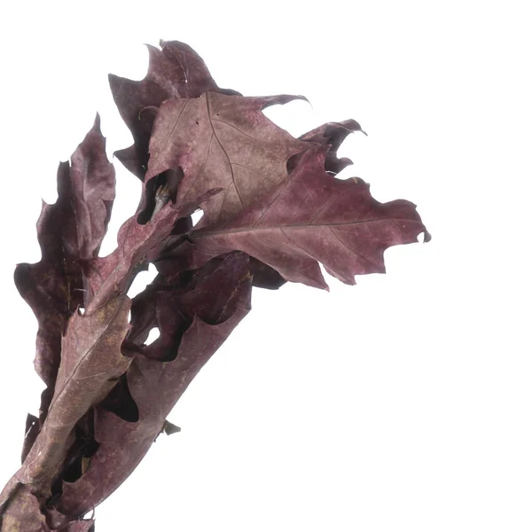 Dried branches of Quercus Oak isolated — Stock Image Dried Branches Quercus Oak Isolated Stock Image