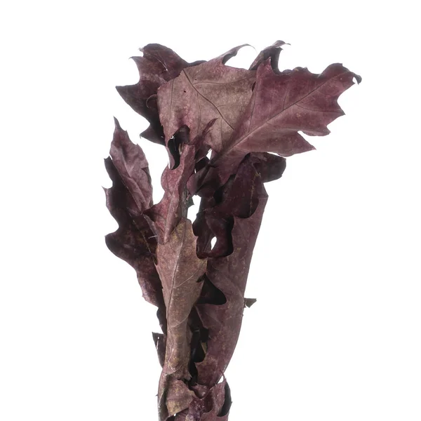 Dried branches of Quercus Oak isolated — Stock Image Dried Branches Quercus Oak Isolated Royalty Free Stock Images