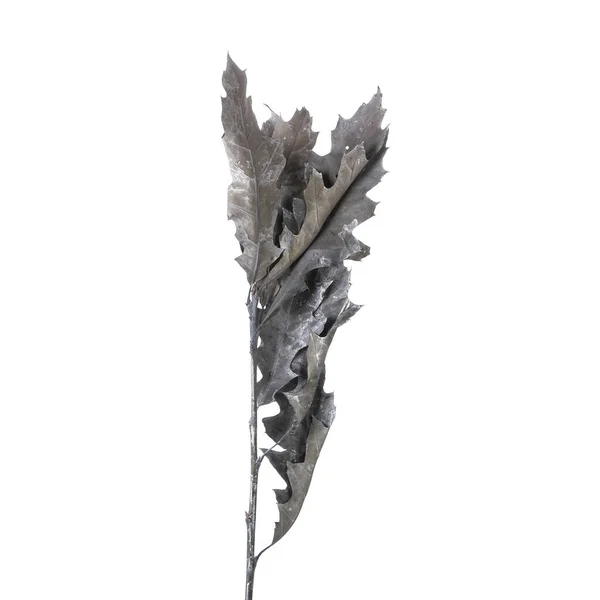 Dried branches of Quercus Oak isolated — Stock Image Dried Branches Quercus Oak Isolated Royalty Free Stock Photos
