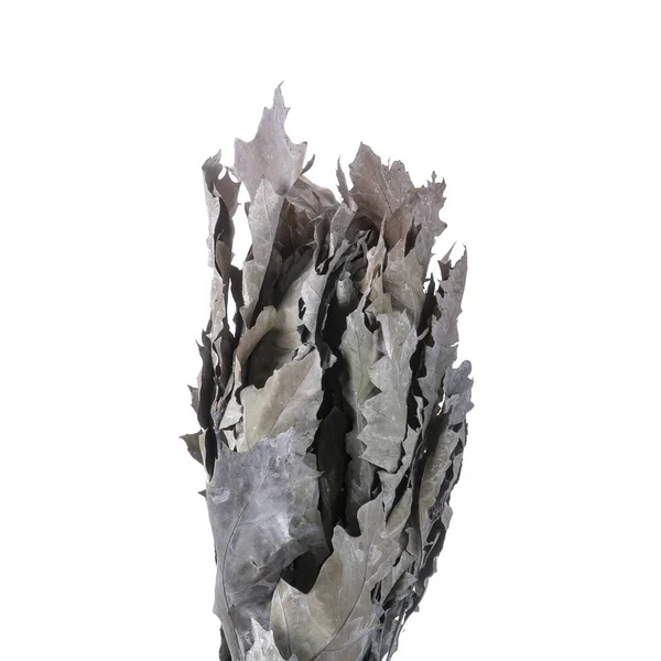 Dried branches of Quercus Oak isolated — Stock Image Dried Branches Quercus Oak Isolated Royalty Free Stock Images