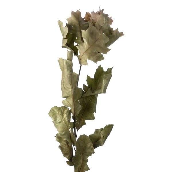 Dried branches of Quercus Oak isolated — Stock Image Dried Branches Quercus Oak Isolated Stock Picture