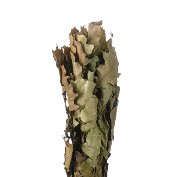 Dried branches of Quercus Oak isolated — Stock Image Dried Branches Quercus Oak Isolated Stock Photo