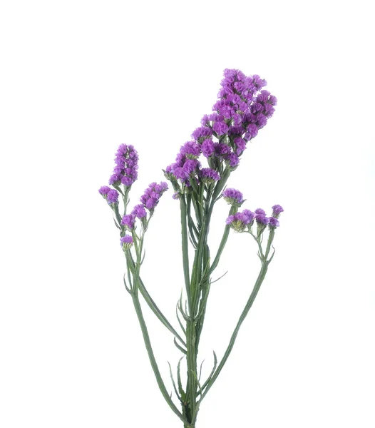 Tak Van Geïsoleerde Limonium Statice Geïsoleerd Stockfoto