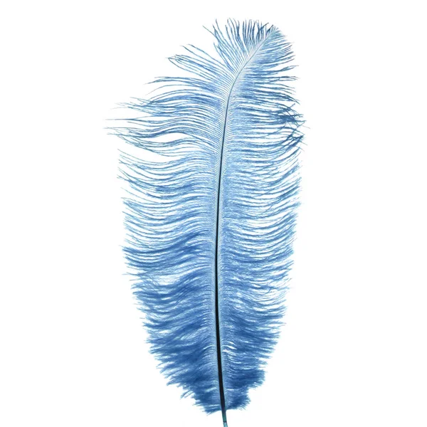 青い鳥の羽の隔離装飾 — ストック写真