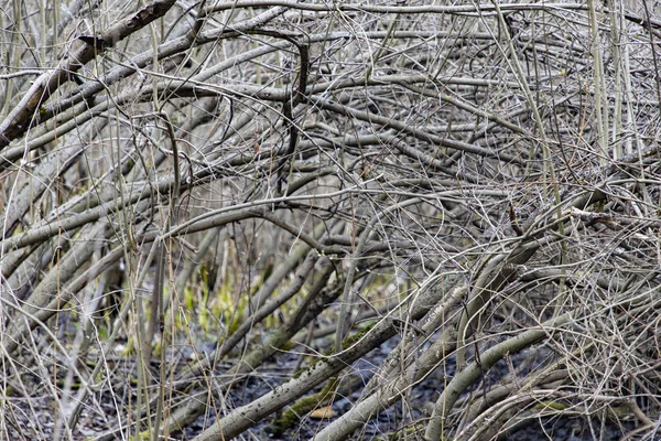 bent tree branches in the swamp in spring