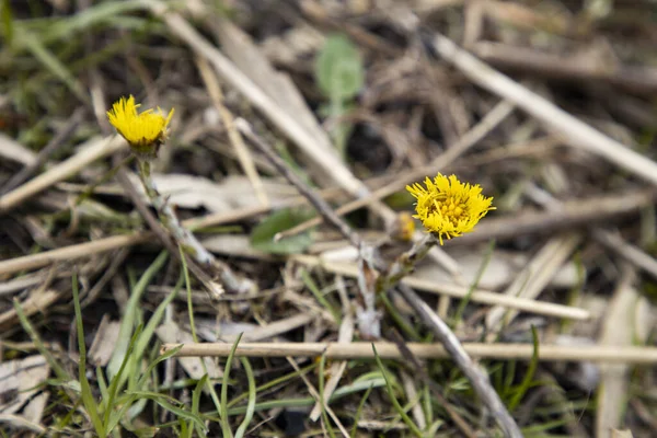 Młode Wiosenne Kwiaty Ogrodzie — Zdjęcie stockowe