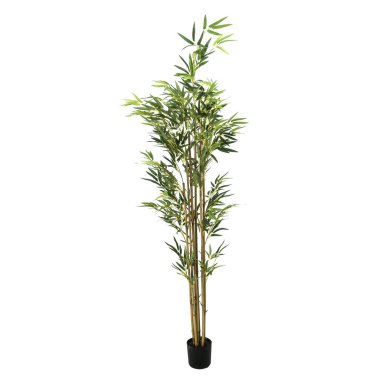 Bambu bitkisi beyaz arka planda izole edildi