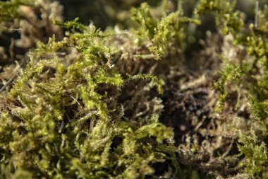 Bir sürü parlak yeşil yosun.