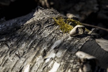 Güneş ışığında eski huş ağacı kabuğu