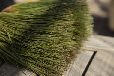 Ahşap bir masada yemyeşil papirüs bitkisi