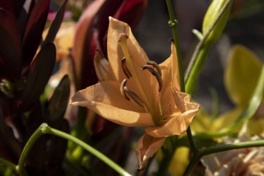 Çiçek buketinde portakal zambağı