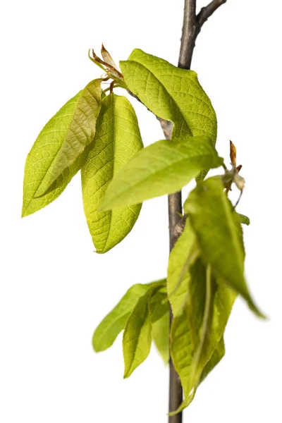 Ramas Arbustivas Con Hojas Jóvenes Primavera Aisladas —  Fotos de Stock