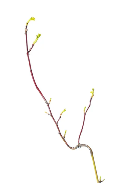 春に若い葉が孤立した低木の枝 — ストック写真