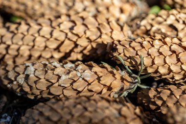 Ormanda güneşin altında bir sürü köknar konisi var.