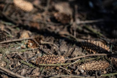 Ormanda güneşin altında bir sürü köknar konisi var.