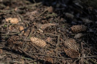 Ormanda güneşin altında bir sürü köknar konisi var.