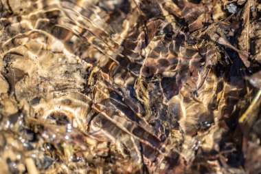 Derenin kumlu dibi su dalgaları arasında