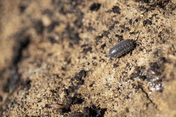 Insektenassel Kriecht Auf Einem Sandhügel — Stockfoto