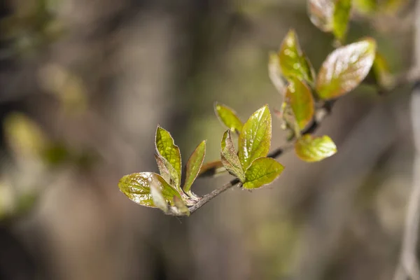 Branches Shrubs Young Inflorescences Leaves Spring Sunny Day — Stock Photo, Image